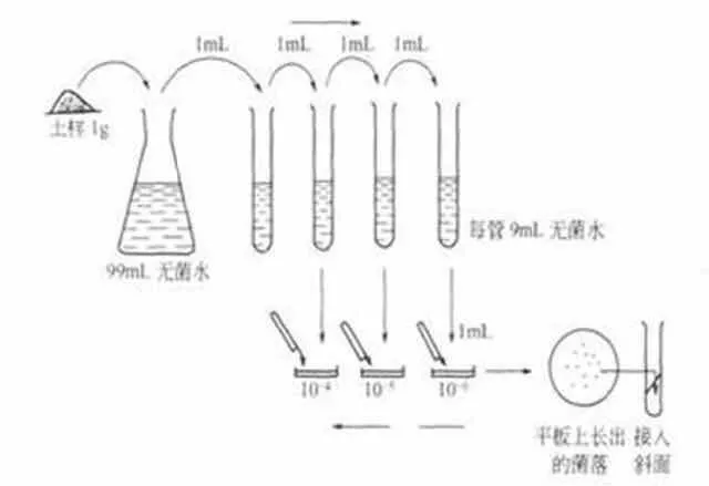微生物液體接種 微生物液體接種