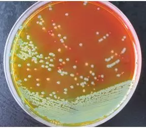 顯色平板 顯色平板