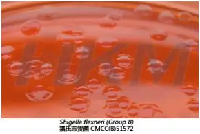 麥康凱瓊脂上的51572 麥康凱瓊脂上的51572