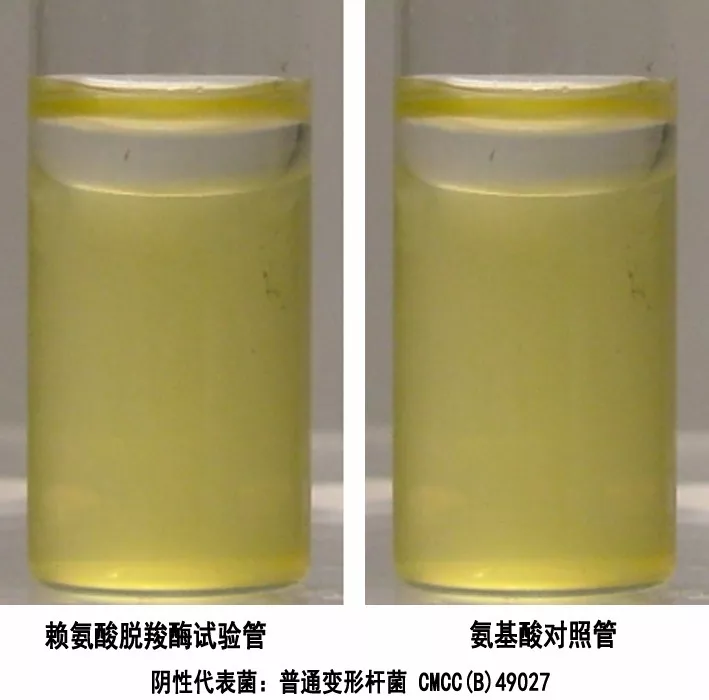 氨基酸脫羧酶試驗(yàn) 氨基酸脫羧酶試驗(yàn)