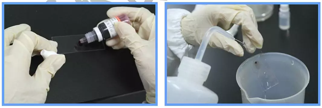 革蘭氏染色方法 革蘭氏染色方法