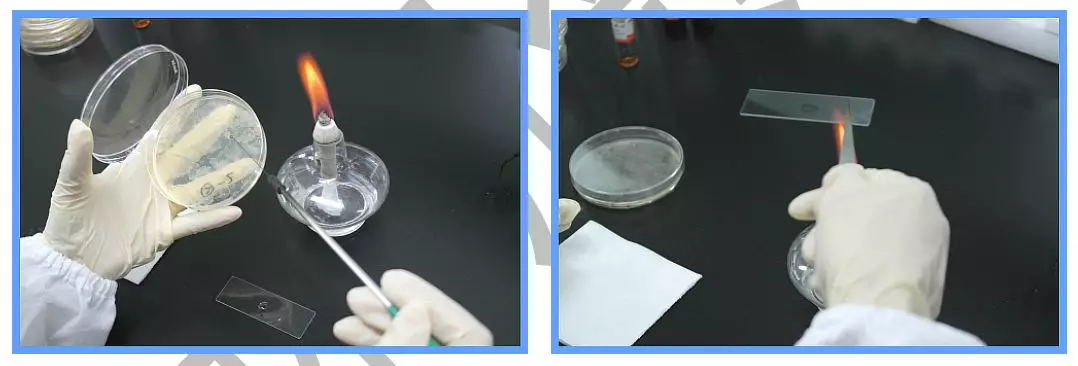 革蘭氏染色方法 革蘭氏染色方法