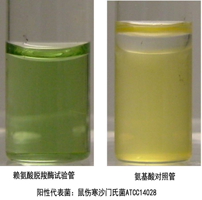 氨基酸脫羧酶試驗(yàn) 氨基酸脫羧酶試驗(yàn)