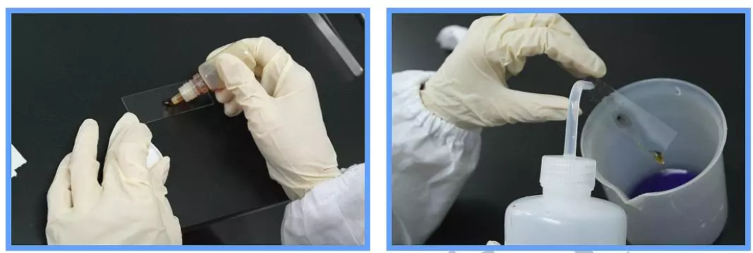 革蘭氏染色方法 革蘭氏染色方法