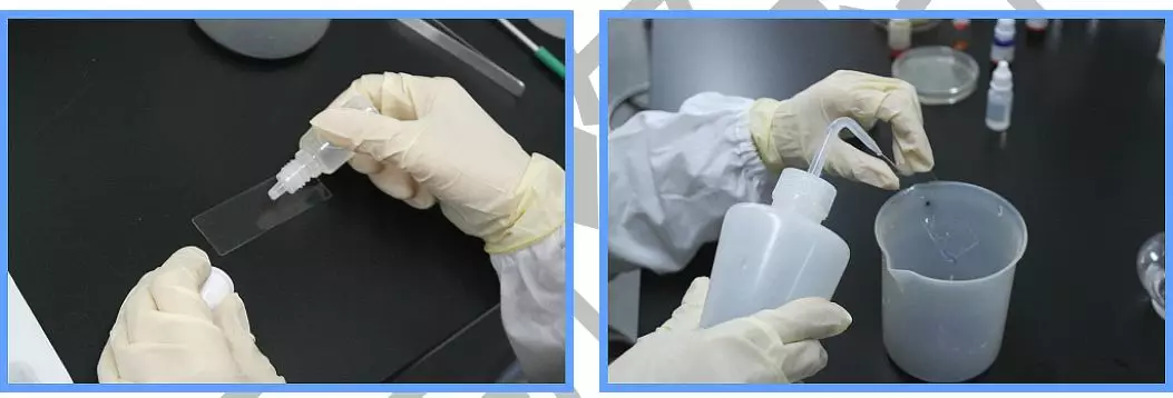 革蘭氏染色方法 革蘭氏染色方法