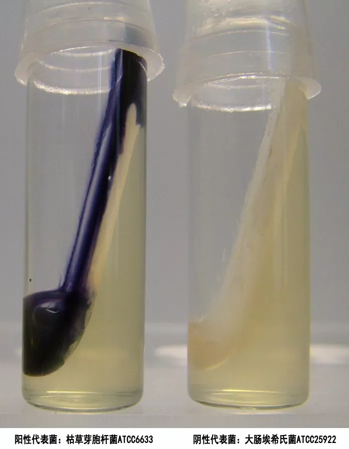 淀粉水解試驗(yàn) 淀粉水解試驗(yàn)