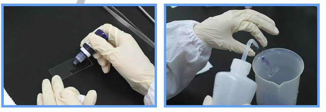 革蘭氏染色方法 革蘭氏染色方法