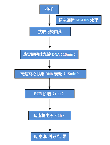 多重 PCR 檢測(cè)操作流程 多重 PCR 檢測(cè)操作流程