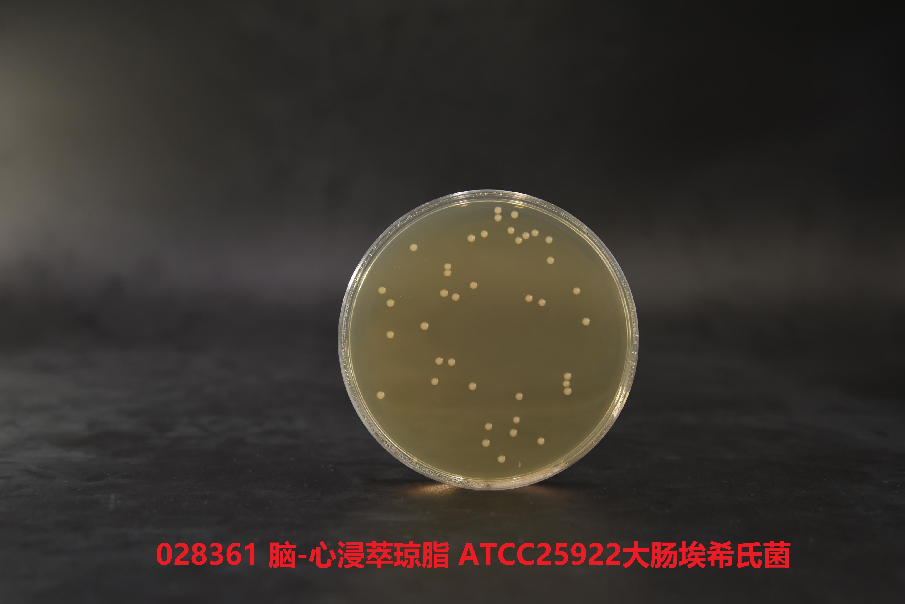大腸埃希氏菌ATCC25922 大腸埃希氏菌ATCC25922