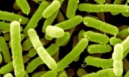 克羅諾桿菌 克羅諾桿菌