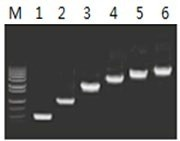 50μl 擴(kuò)增體系中，以 5ng λDNA 為模板，對(duì) 500bp~6.0kb 的擴(kuò)增結(jié)果