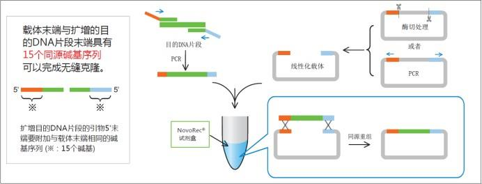 plus One step PCR Cloning Kit反應(yīng)原理 plus One step PCR Cloning Kit反應(yīng)原理