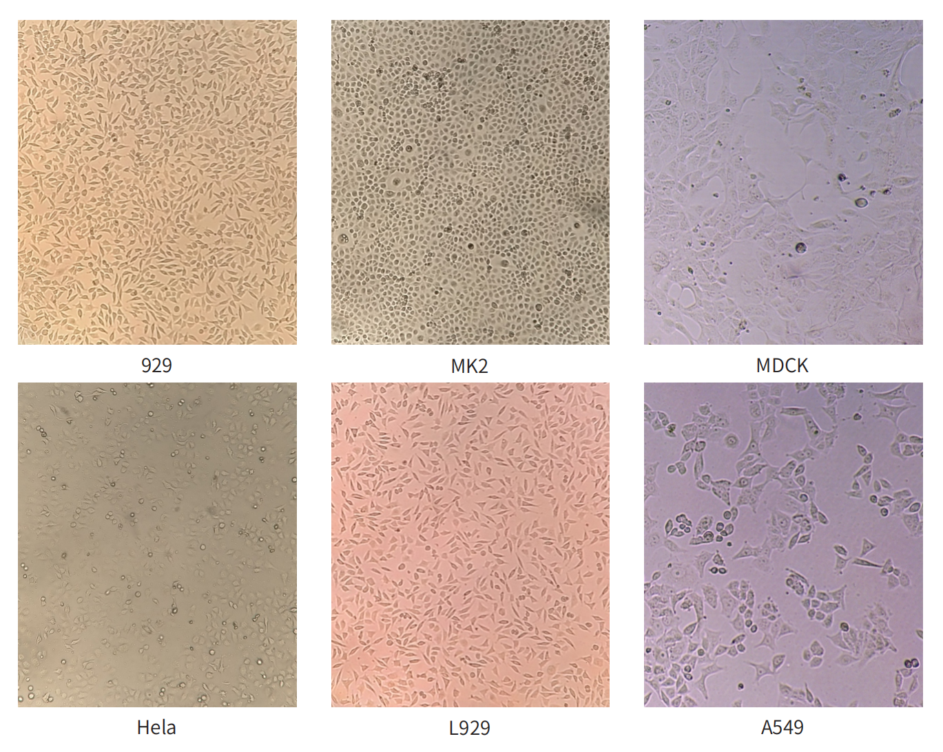 M199培養(yǎng)基 M199培養(yǎng)基