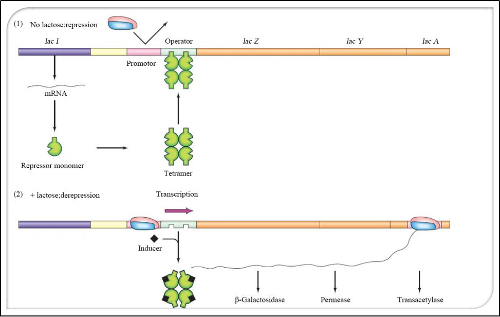 lac操縱子負(fù)調(diào)控