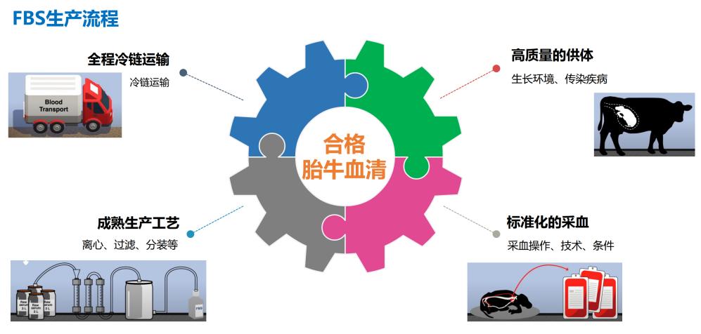 胎牛血清生產(chǎn)流程