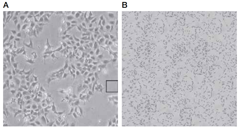生物污染物-細菌
