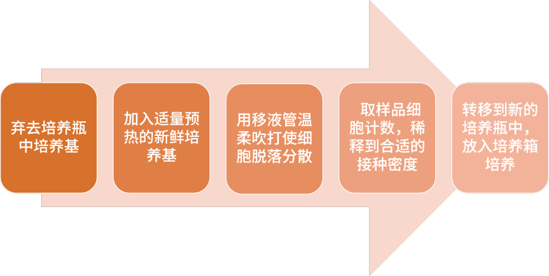 半貼壁細胞傳代步驟