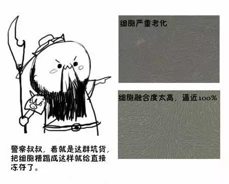 細胞老化融合度過高