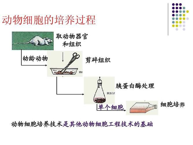 動物細胞培養(yǎng)過程
