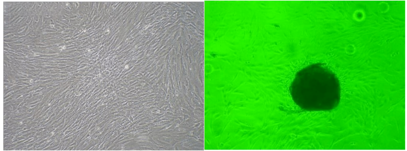 原代細(xì)胞圖