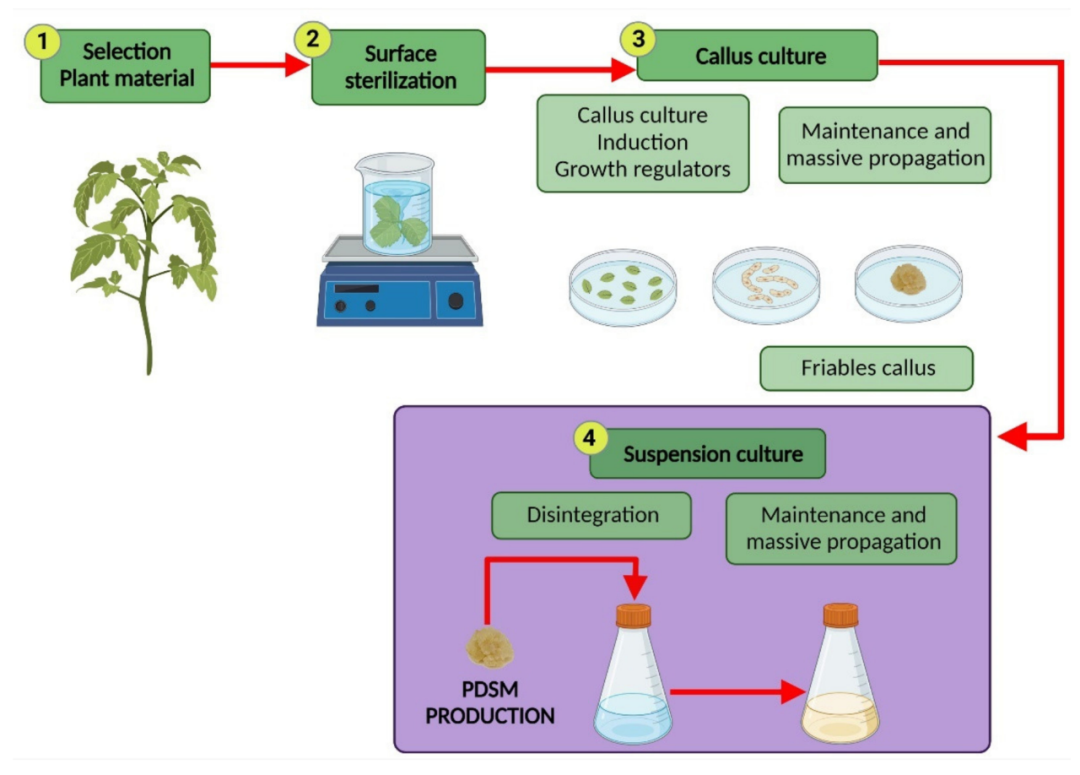 植物細胞懸浮培養(yǎng)工藝
