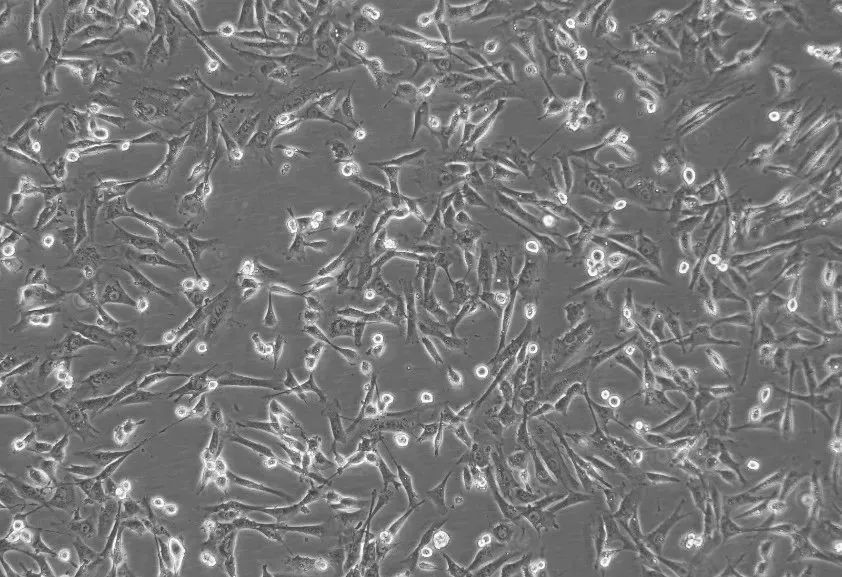 人宮頸癌（Hela）細胞