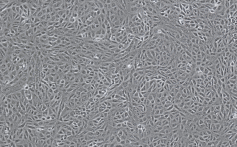 非洲綠猴腎（Vero）細胞