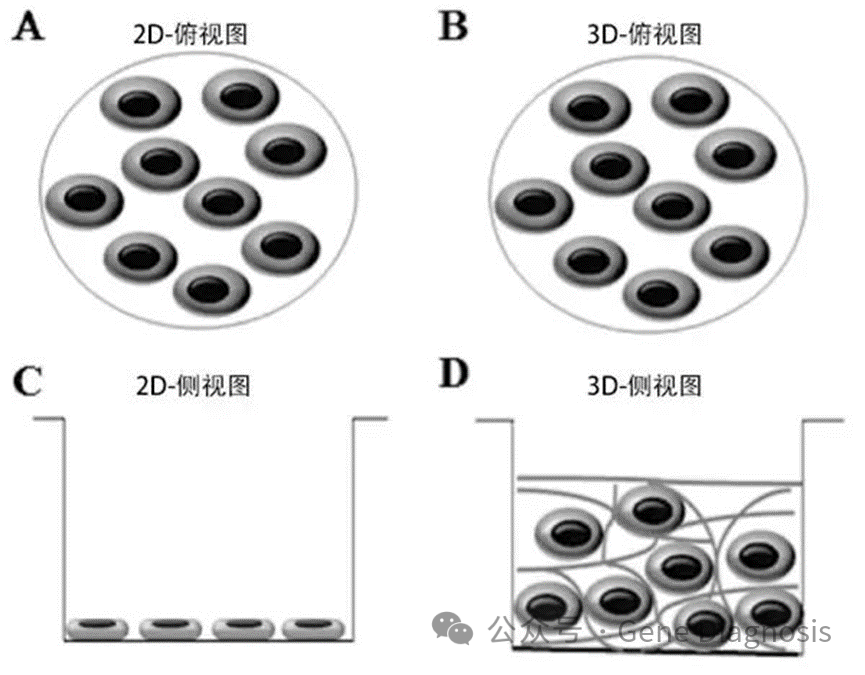 2D和3D細(xì)胞培養(yǎng)的區(qū)別