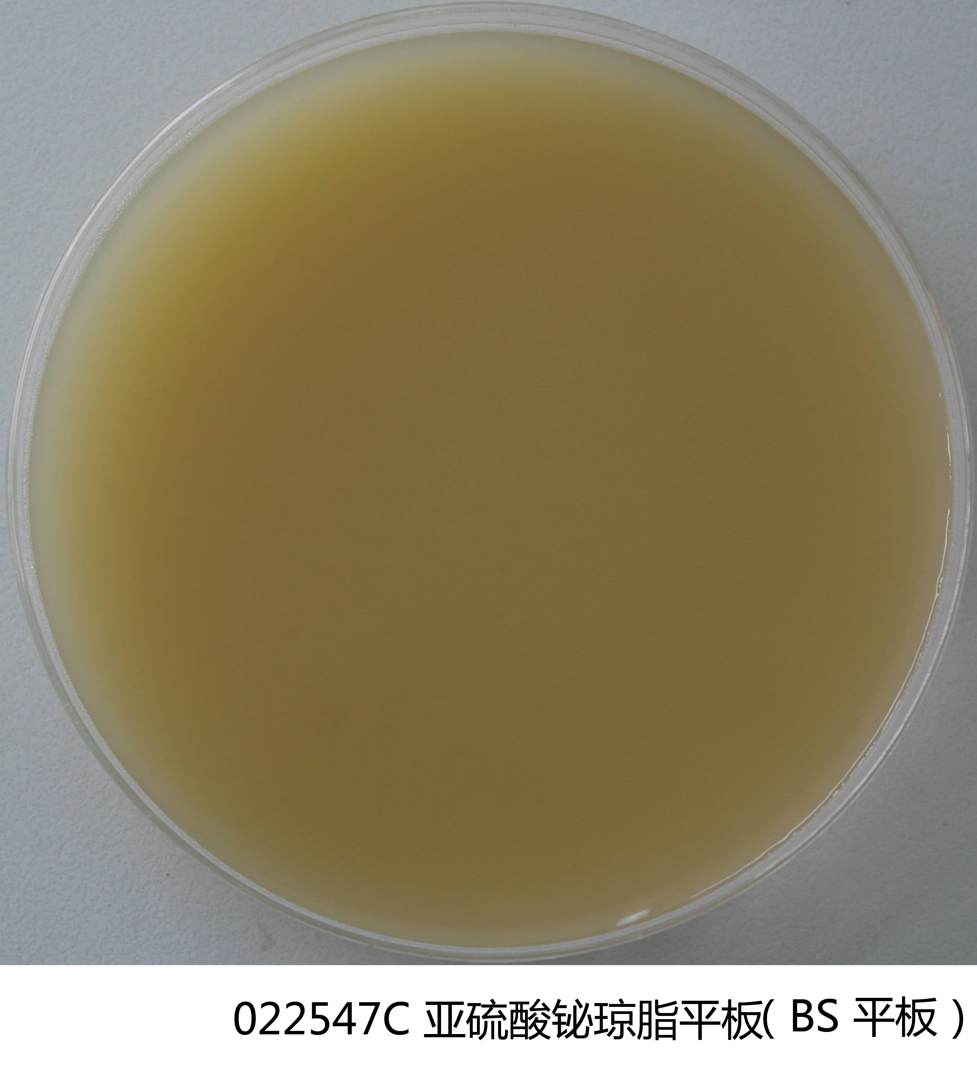 亞硫酸鉍瓊脂(BS)平板