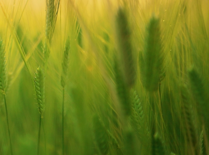 農(nóng)業(yè)與環(huán)境