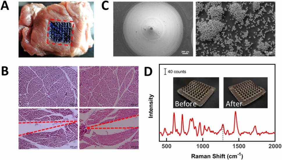 在真實羊肉中對大腸桿菌的表面增強拉曼光譜(SERS)檢測