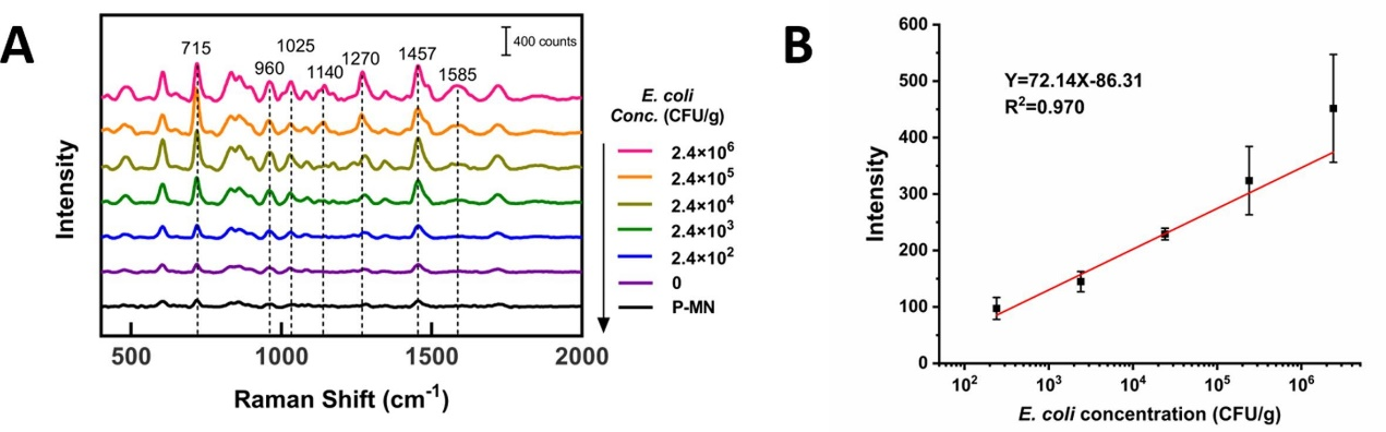 瓊脂糖模擬物中檢測大腸桿菌的表面增強拉曼光譜(SERS)圖