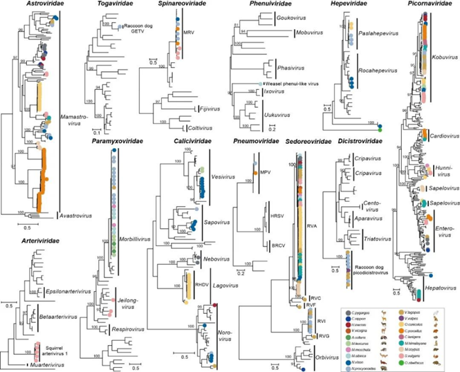 哺乳動(dòng)物攜帶RNA病毒的多樣性 哺乳動(dòng)物攜帶RNA病毒的多樣性