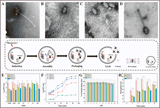 四種溫和噬菌體的生物學(xué)特征