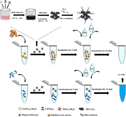 SapYZUs7@MnCo2O4的合成路線以及比色檢測(cè) 噬菌體的篩選