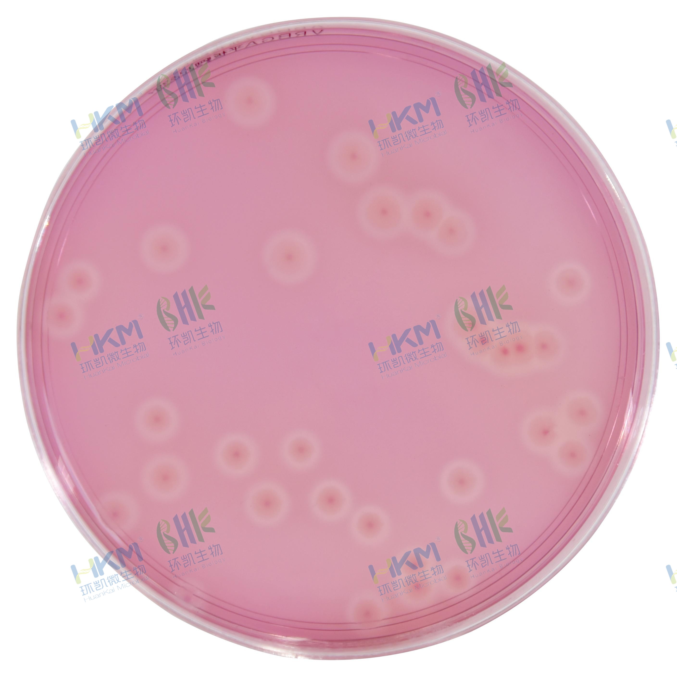 銅綠假單胞菌CMCC(B)10104【無色菌落】