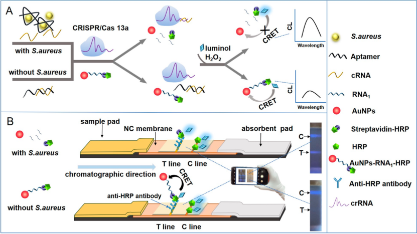 CRISPR/ Cas13a輔助的CRET和(B)基于ICTS ICTS-CRISPR/Cas13a-CRET檢測(cè)金黃色葡萄球菌示意圖。