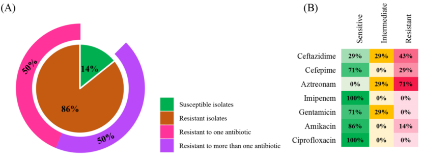 銅綠假單胞菌對(duì)抗生素的耐藥性(A)對(duì)一種或多種抗生素耐藥的分離株的頻率，(B)對(duì)每種抗生素耐藥/中間/敏感的分離株的頻率