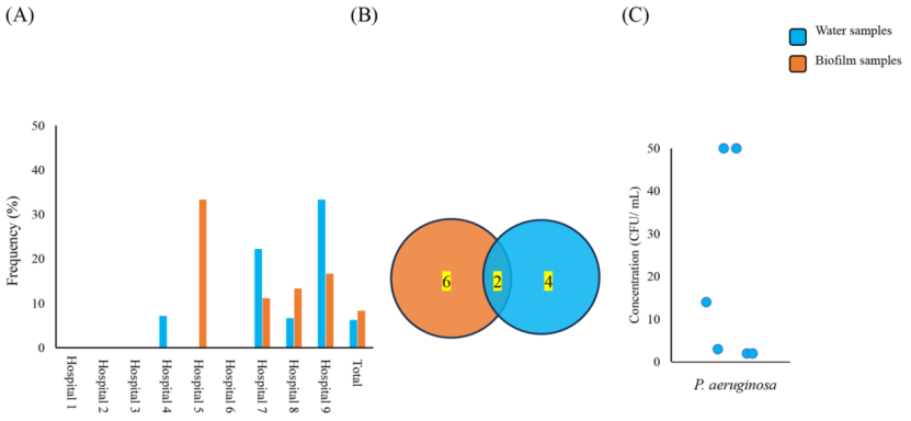 水和生物膜樣品中檢測(cè)到可培養(yǎng)銅綠假單胞菌的頻率(A)醫(yī)院供水系統(tǒng)中銅綠假單胞菌的檢測(cè)頻率，(B)水和生物膜樣品中檢測(cè)到共有和獨(dú)特銅綠假單胞菌的數(shù)量，(C)水樣中銅綠假單胞菌的濃度