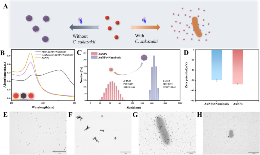 納米體誘導(dǎo)AuNPs聚集的表征 納米體誘導(dǎo)AuNPs聚集的表征
