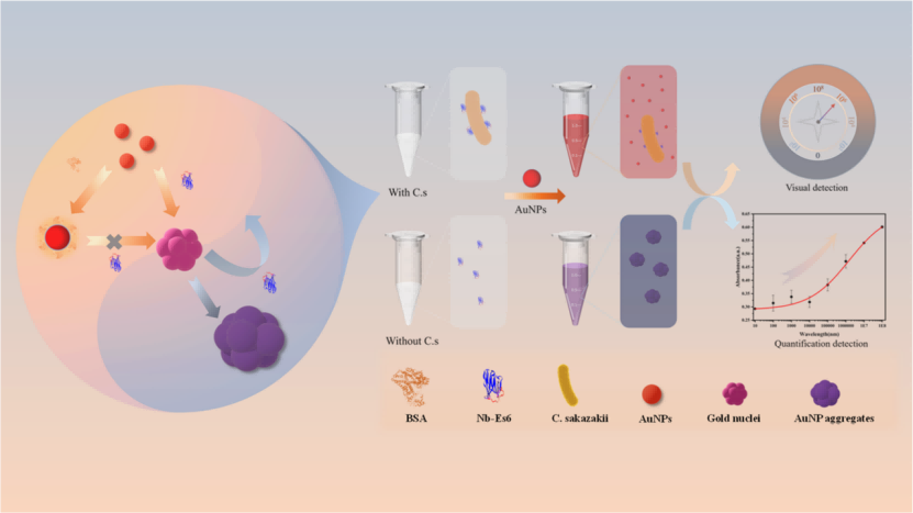 基于納米體誘導(dǎo)AuNPs聚集的阪崎梭菌“混合-讀取”比色免疫傳感器的制備 基于納米體誘導(dǎo)AuNPs聚集的阪崎梭菌“混合-讀取”比色免疫傳感器的制備