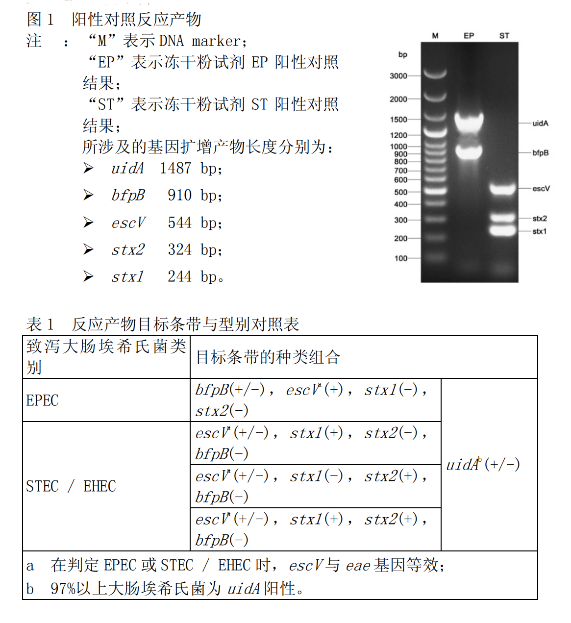 EPEC-STEC-EHEC多重PCR檢測試劑盒結(jié)果判讀 EPEC-STEC-EHEC多重PCR檢測試劑盒結(jié)果判讀
