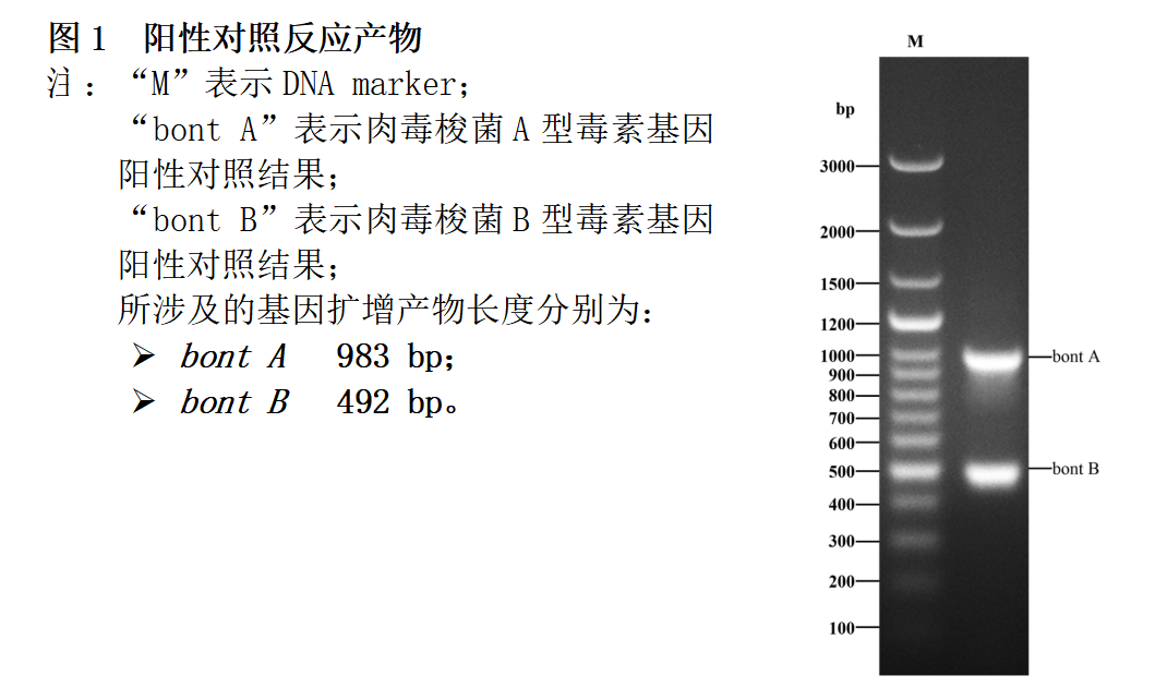 肉毒梭菌A/B型毒素基因PCR檢測試劑盒結(jié)果判讀 肉毒梭菌A/B型毒素基因PCR檢測試劑盒結(jié)果判讀