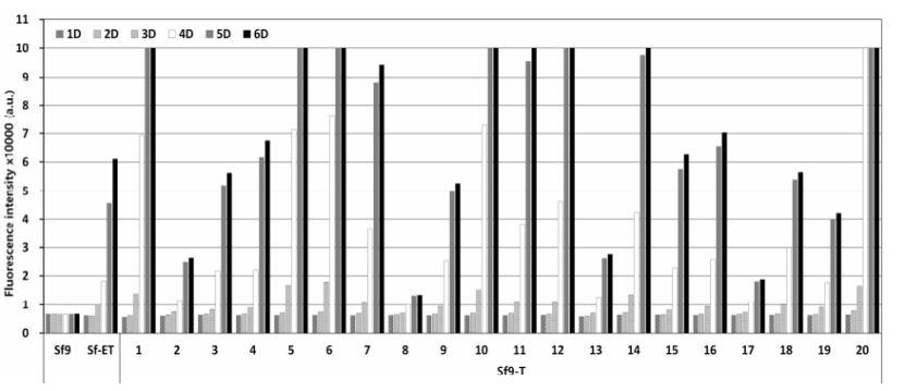 不同Sf9細(xì)胞株對(duì)病毒感染的熒光表達(dá)水平比較 不同Sf9細(xì)胞株對(duì)病毒感染的熒光表達(dá)水平比較