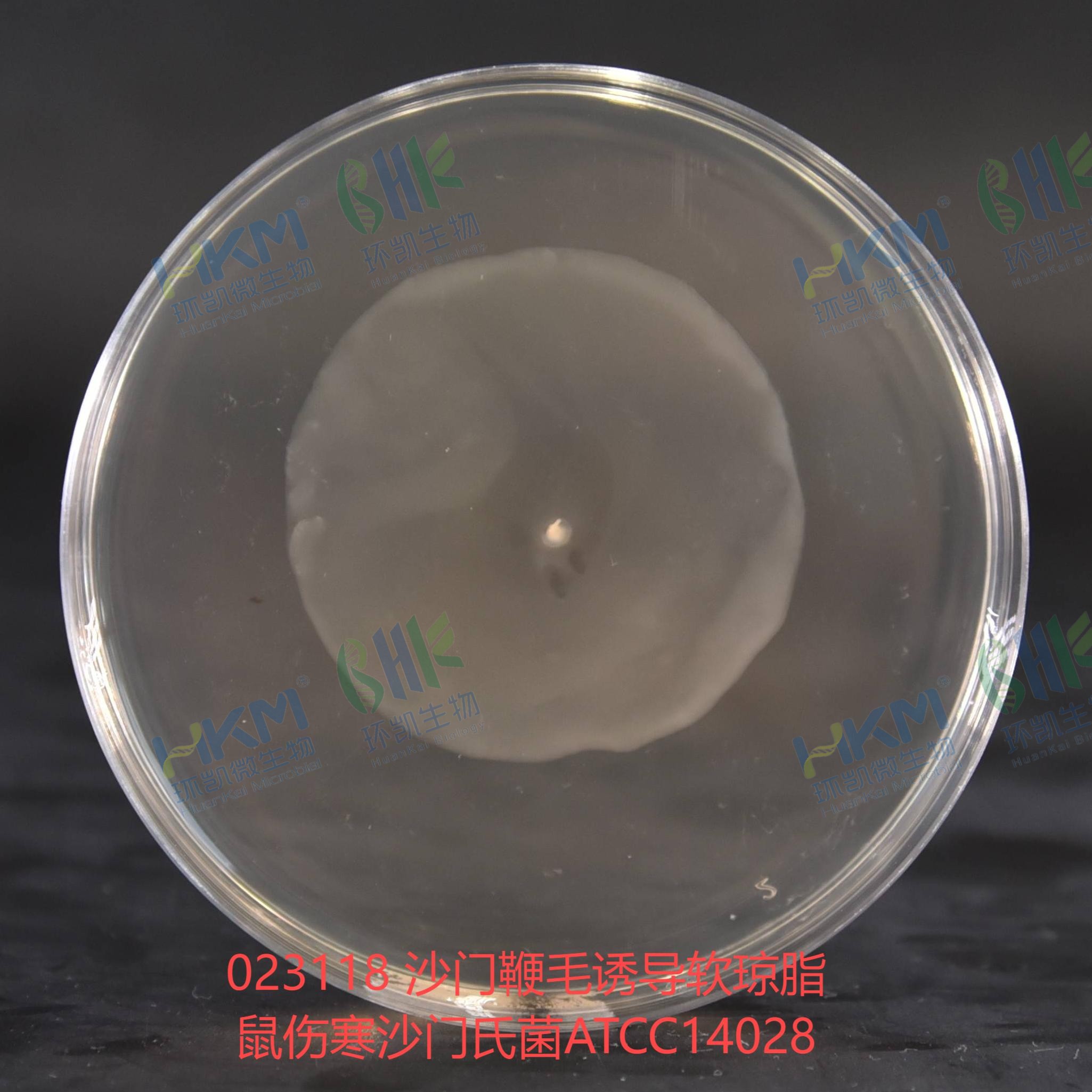 鼠傷寒沙門氏菌ATCC14028 鼠傷寒沙門氏菌ATCC14028