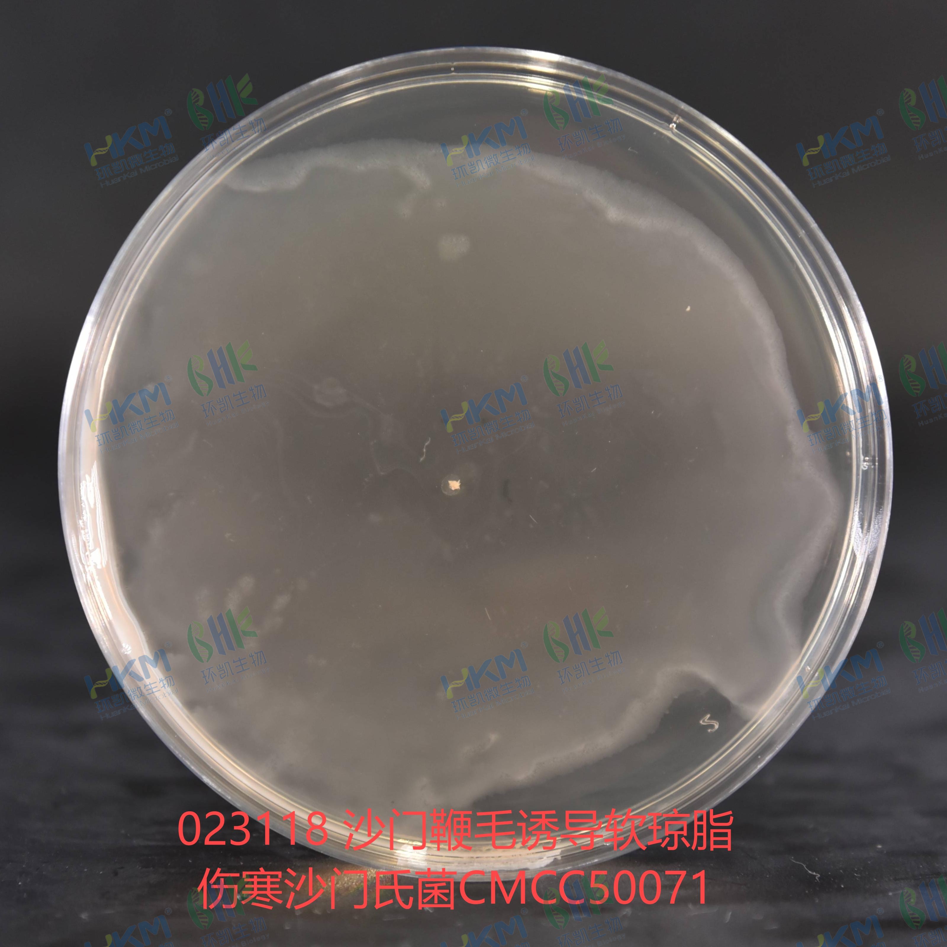 傷寒沙門氏菌CMCC50071 傷寒沙門氏菌CMCC50071