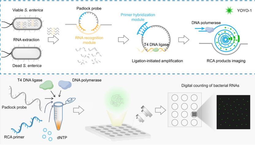圖片來源:ACS Sensors 圖片來源:ACS Sensors