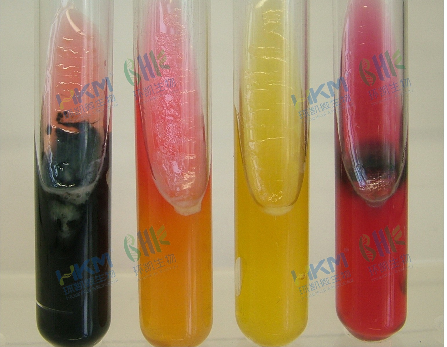 022080 三糖鐵瓊脂培養(yǎng)基(TSI)(GB/SN/FDA) 生化鑒定試驗(yàn) 022080 三糖鐵瓊脂培養(yǎng)基(TSI)(GB/SN/FDA) 生化鑒定試驗(yàn)