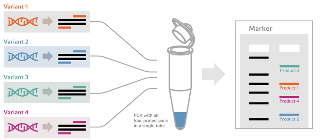 多模板PCR反應(yīng) 多模板PCR反應(yīng)